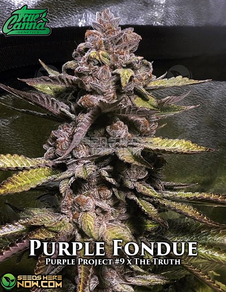 - True Canna Genetics - Purple Fondue {Reg} [15Pk]