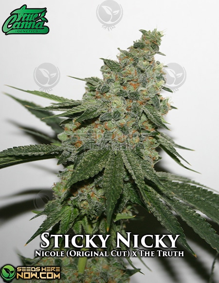 - True Canna Genetics - Sticky Nicky {Fem} [7Pk]