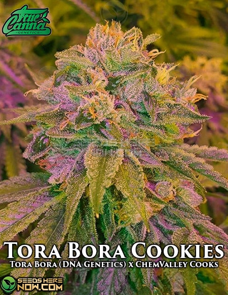 - True Canna Genetics - Tora Bora Cookies {Reg} [15Pk]