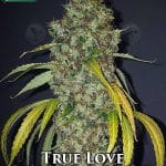 True Love (Regular) - True Canna Genetics