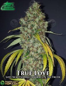 True Love (Regular) - True Canna Genetics
