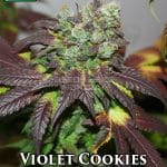 Violet Cookies (Regular) - True Canna Genetics