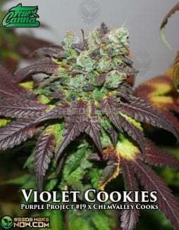 True Canna Genetics - Violet Cookies {REG} [15pk]true canna chocolate thainapple