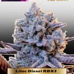 Lilac Diesel RBX2 (Feminized) - Ethos Genetics
