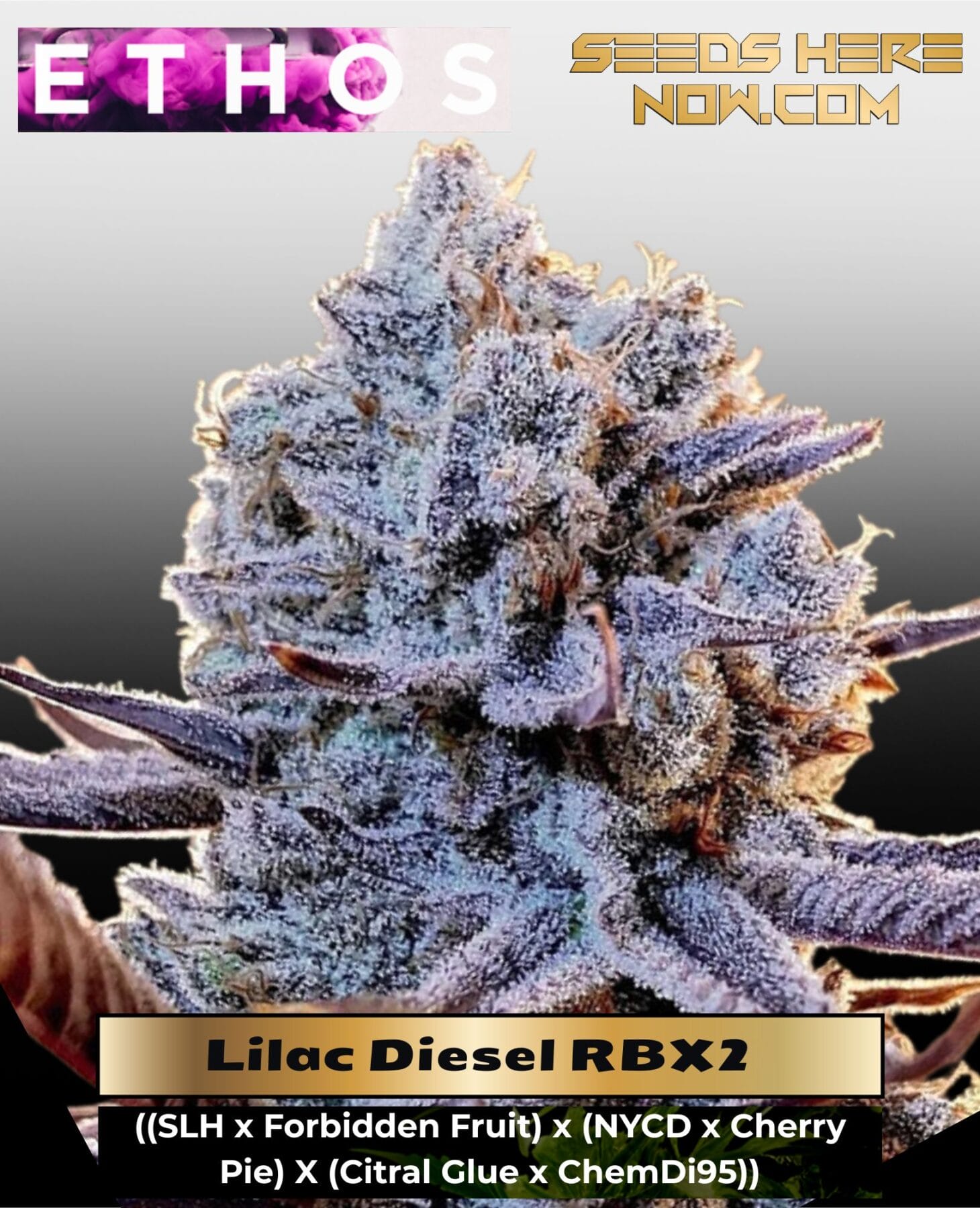 Lilac Diesel RBX2 (Feminized) - Ethos Genetics