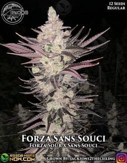 Bloom Seed Co. - Forza Sans Souci {REG} [12pk]bloom seed co