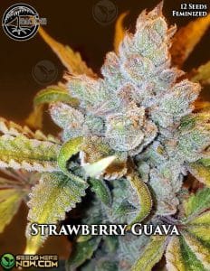 Strawberry guava strain seeds (feminized) - bloom seed co.