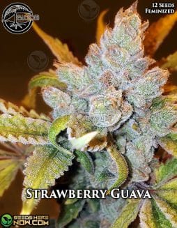 Bloom Seed Co. - Strawberry Guava Strain Seeds {FEM} [12pk]Bloom Seed Co