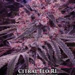 Citral Flo R1 (Feminized) - Ethos Genetics