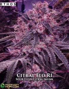 Citral Flo R1 (feminized) - Ethos Genetics