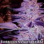 Forbidden Zkittlez BX1 (Regular) - Ethos Genetics