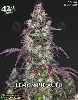 Fast Buds - Lemon Pie Auto {AUTOFEM} [5pk]