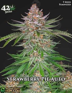 Fast Buds - Strawberry Pie Auto {AUTOFEM} [5pk]