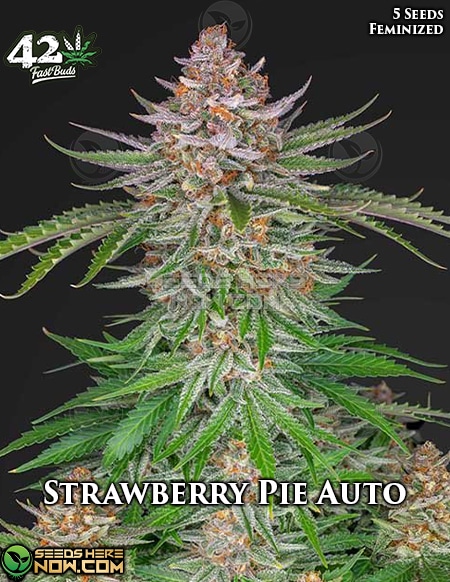 - Fast Buds - Strawberry Pie Auto {Autofem} [5Pk]