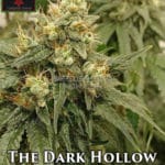The Dark Hollow (Regular) - Irie Genetics