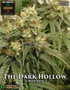 The Dark Hollow (Regular) (space) Irie Genetics