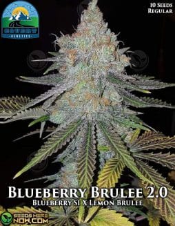 Covert Genetics - Blueberry Brulee 2.0