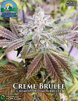 Covert Genetics - Creme Brulee