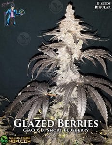 Glazed Berries (Regular) (space) DJ Short Seeds/Blue Star Seeds