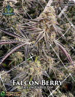 Exotic Genetix - Falcon Berry {FEM} [6pk] RETIREDExotic-genetix-falcon-berry-fem