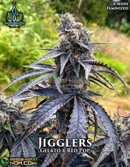 Exotic Genetix - Jigglers {FEM} [6pk]Jigglers