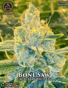Bone Saw (regular) - Swamp Boys Seeds