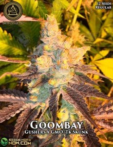 Goombay (regular) - Swamp Boys Seeds