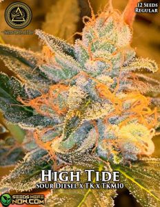 High Tide (regular) - Swamp Boys Seeds