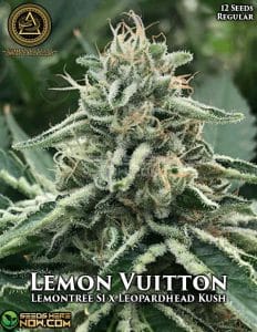 Lemon Vuitton (regular) - Swamp Boys Seeds