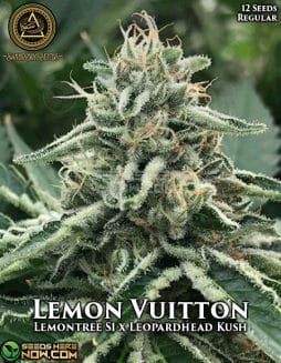 Swamp Boys Seeds - Lemon Vuitton {REG} [12pk]