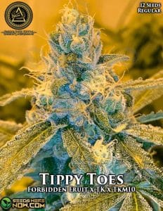 Tippy Toes (regular) - Swamp Boys Seeds