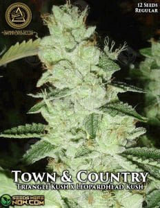 Town & Country (regular) - Swamp Boys Seeds