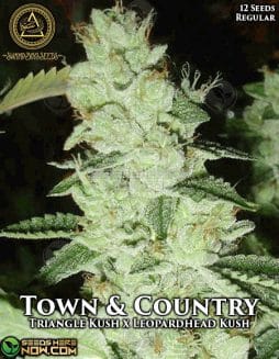 Swamp Boys Seeds - Town & Country {REG} [12pk]