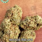 Motor Breath X Colombian (Regular) - Coastal Seed Co.