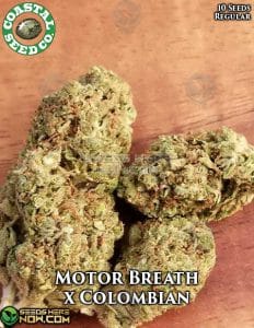 Motor Breath X Colombian (regular) - Coastal Seed Co.