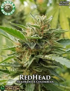 Red Head (regular) - Coastal Seed Co.