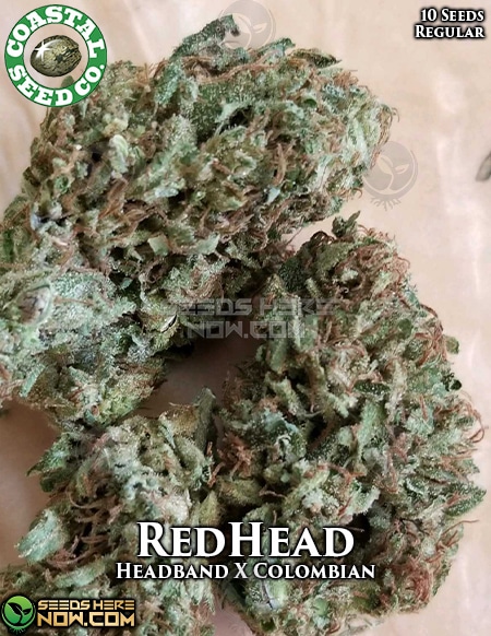 - Coastal Seed Co. - Red Head {Reg} [10Pk]