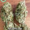 Red Head (regular) - Coastal Seed Co.