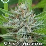 San Fernando Valley X Colombian (Regular) - Coastal Seed Co.