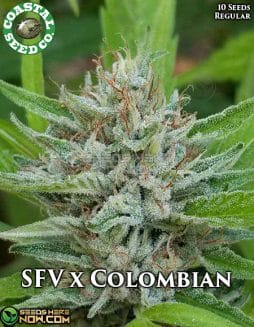 Coastal Seed Co. - San Fernando Valley X Colombian {REG} [10pk]