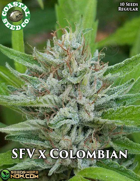 - Coastal Seed Co. - San Fernando Valley X Colombian {Reg} [10Pk]