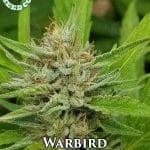 War Bird (Regular) - Coastal Seed Co.