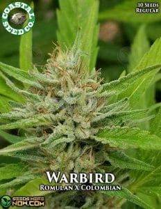 War Bird (regular) - Coastal Seed Co.