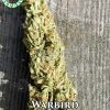 War Bird (regular) - Coastal Seed Co.