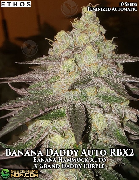 Banana Daddy Auto Rbx2