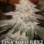 Pina Auto RBX2 (Autoflower) - Ethos Genetics