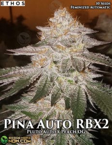 Pina Auto Rbx2 (autoflower) - Ethos Genetics