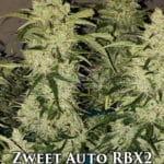 Zweet Auto RBX2 (Autoflower) - Ethos Genetics
