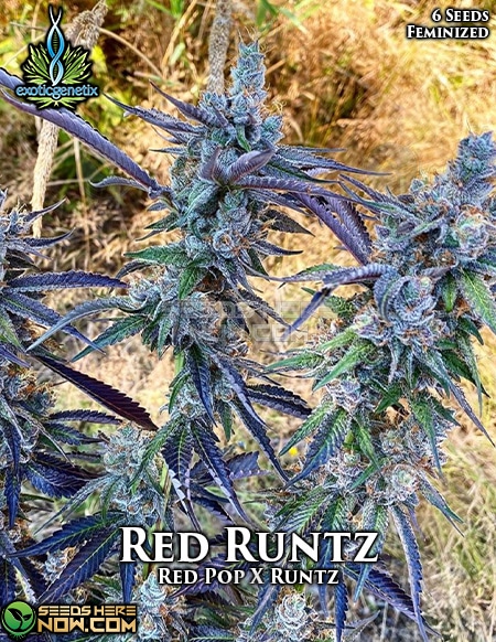Exotic-Genetix-Red-Runtz