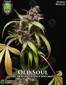 Old Soul (regular) - Trichome Jungle